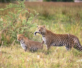 customized tours to Botswana for private travelers